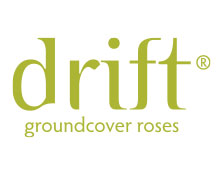 Drift Groundcover Roses