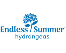 Endless Summer Hydrangeas