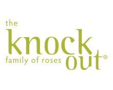 Knockout Family Roses