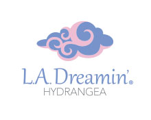 LA Dreamin' Hydrangea