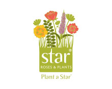 Star Roses & Plants